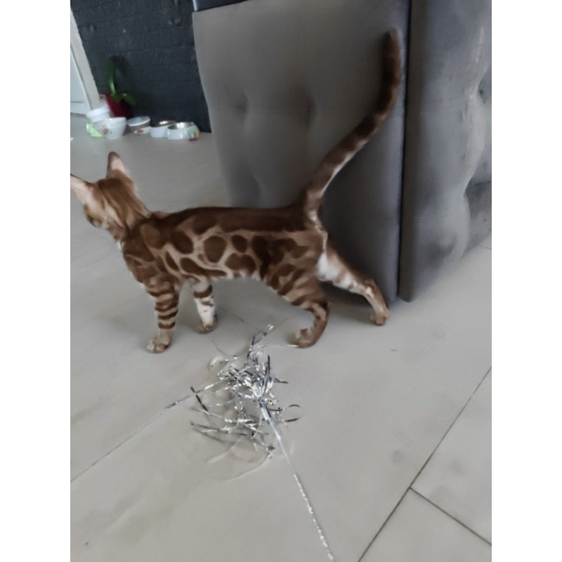 Bengal NOV Jason