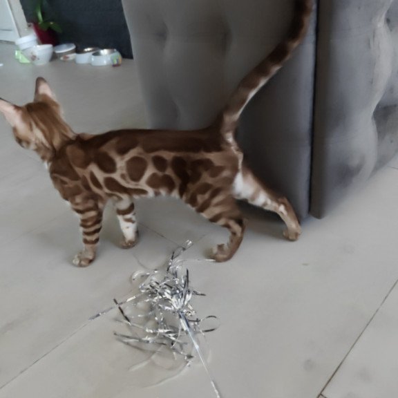 Bengal NOV Jason
