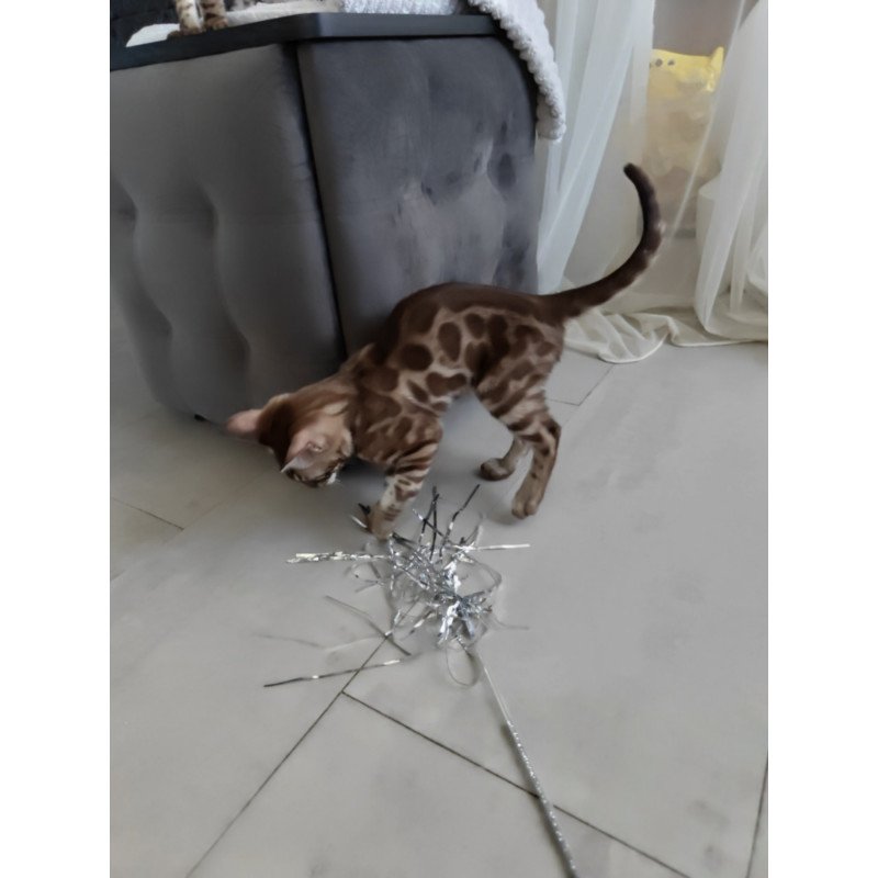 Bengal NOV Jason