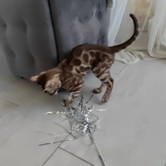 Bengal NOV Jason