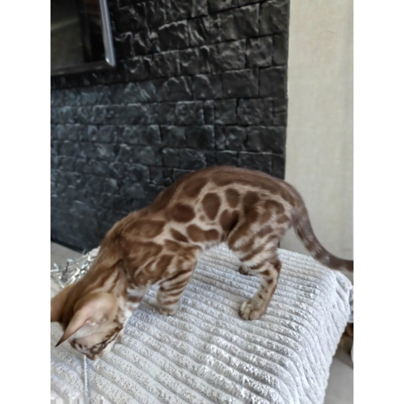 Bengal NOV Jason