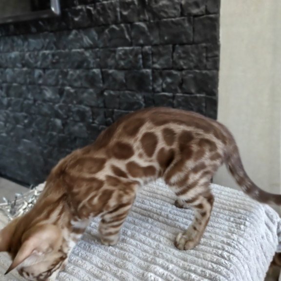 Bengal NOV Jason