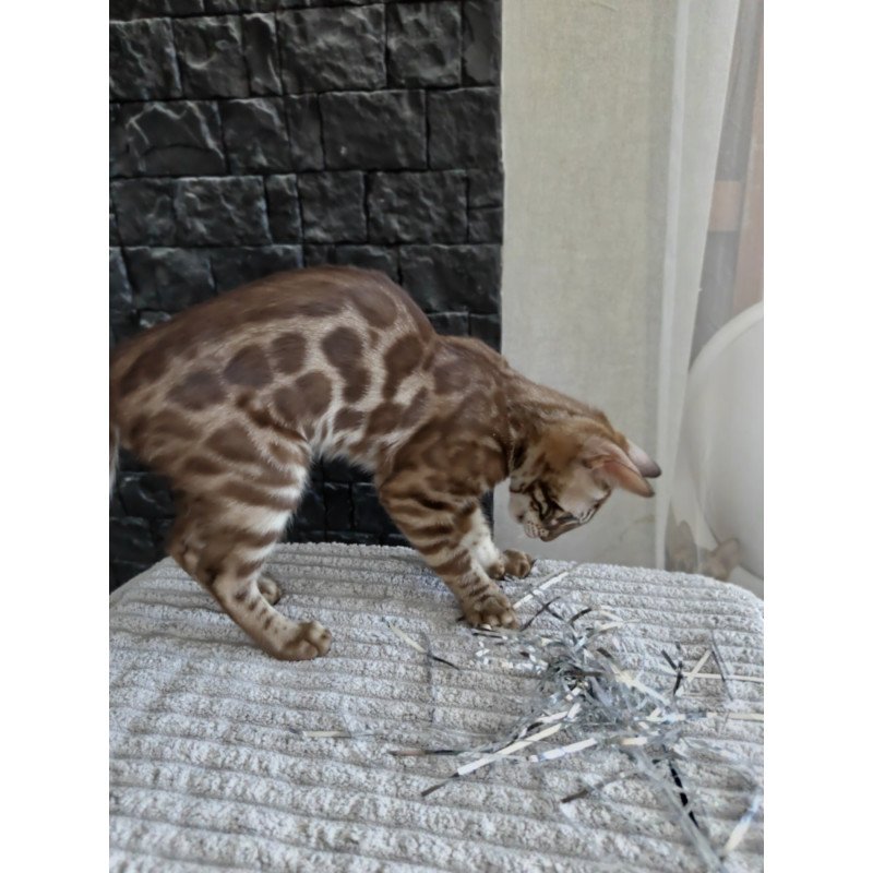 Bengal NOV Jason