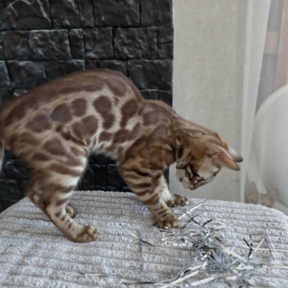 Bengal NOV Jason