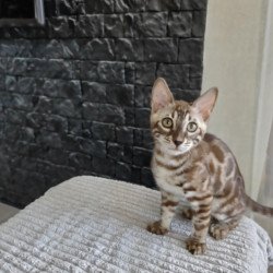 Bengal NOV Jason