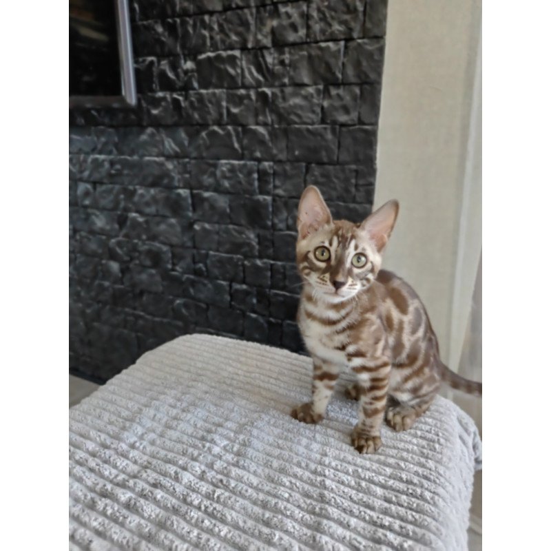 Bengal NOV Jason