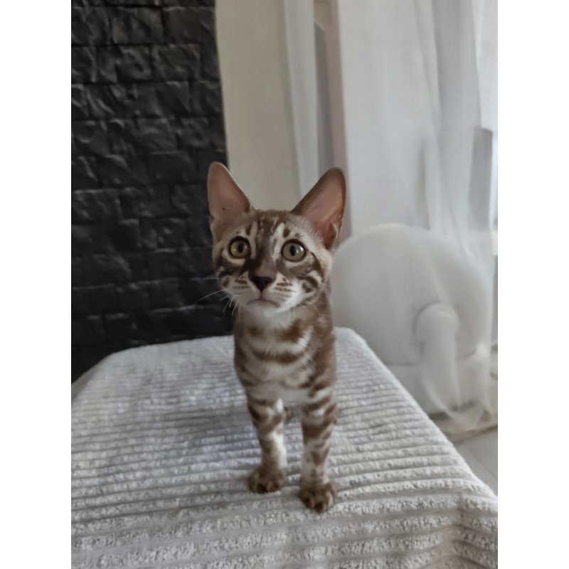 Bengal NOV Jason
