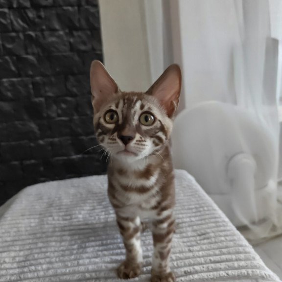 Bengal NOV Jason