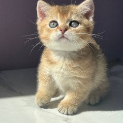 Munchkin Bill