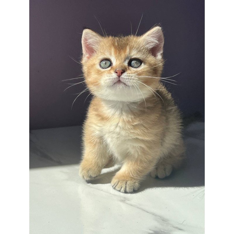 Munchkin Bill