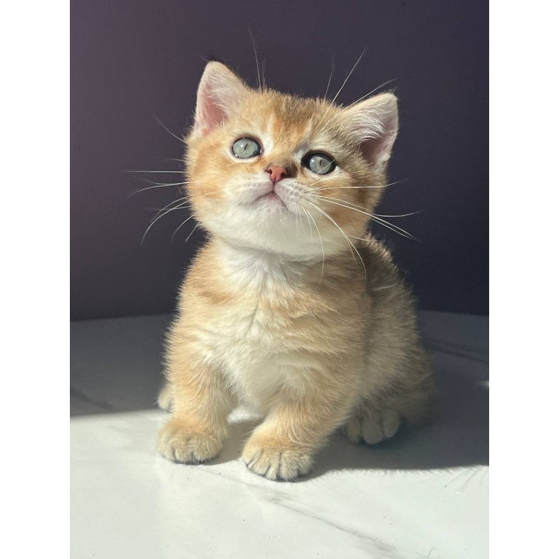 Munchkin Bill
