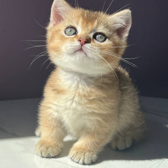 Munchkin Bill
