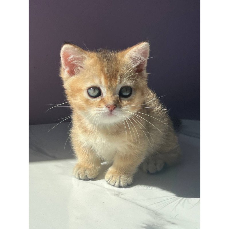 Munchkin Bill