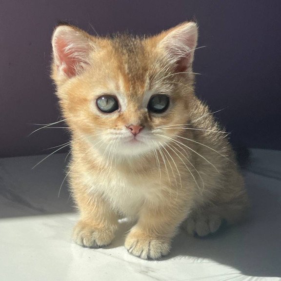 Munchkin Bill