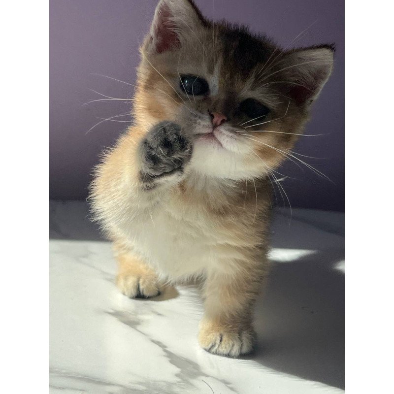 Munchkin Bill