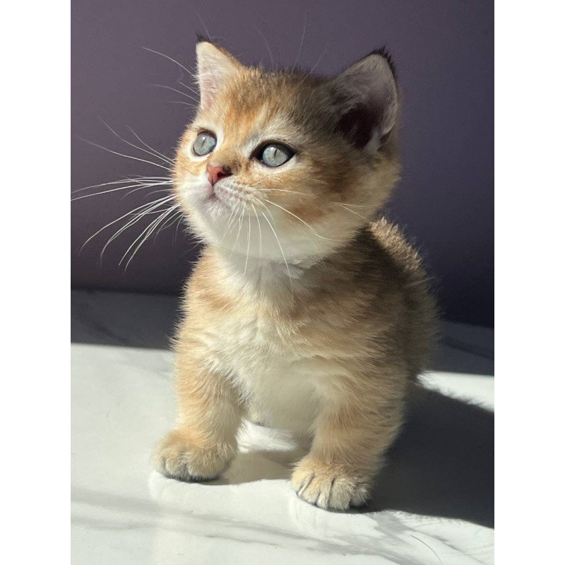 Munchkin Bill