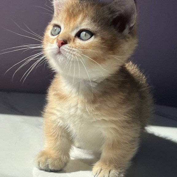 Munchkin Bill