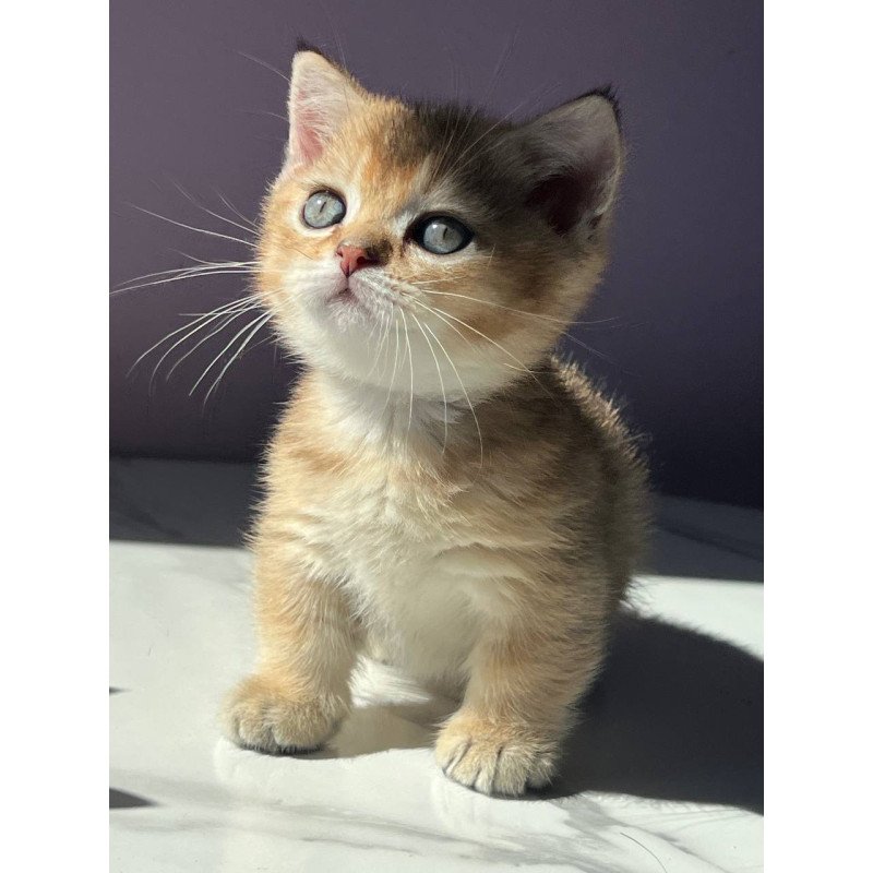 Munchkin Bill