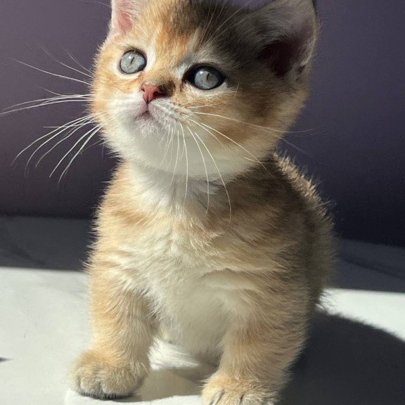 Munchkin Bill