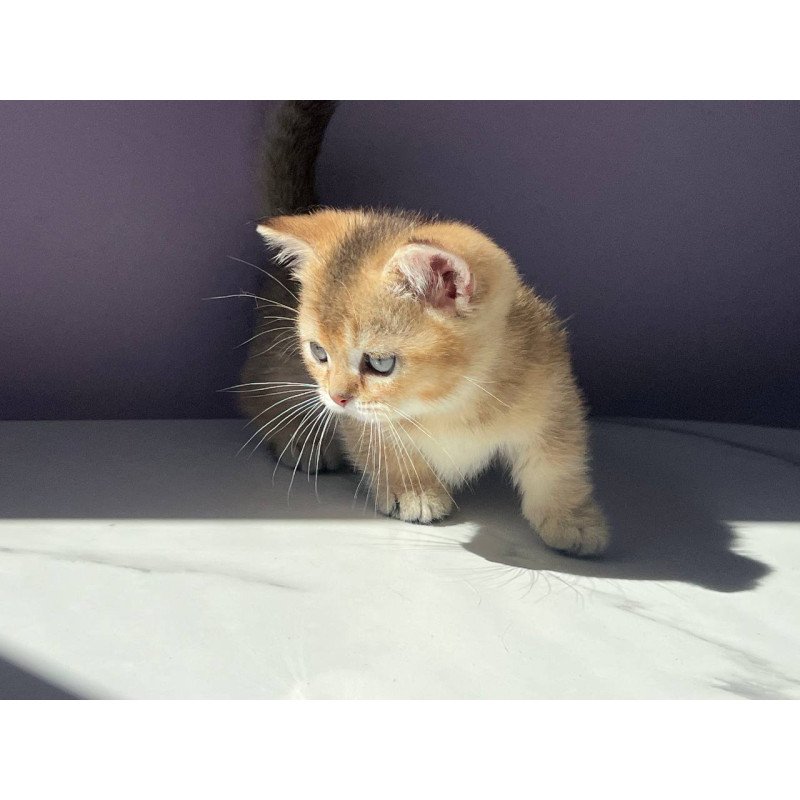 Munchkin Bill