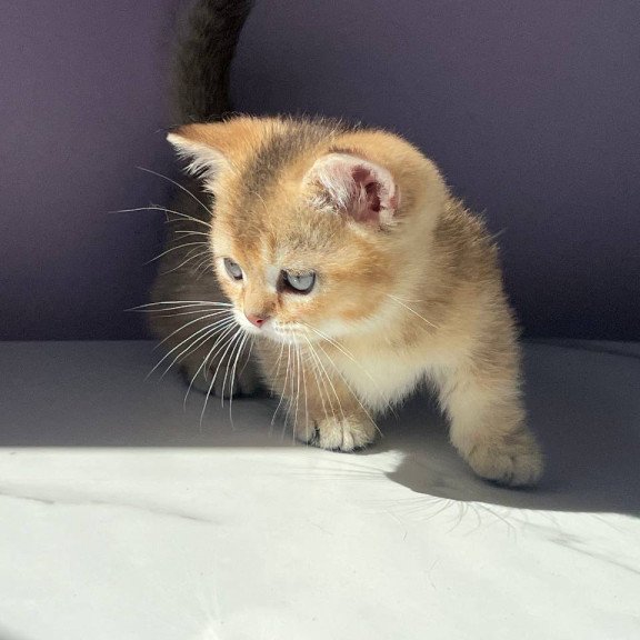Munchkin Bill