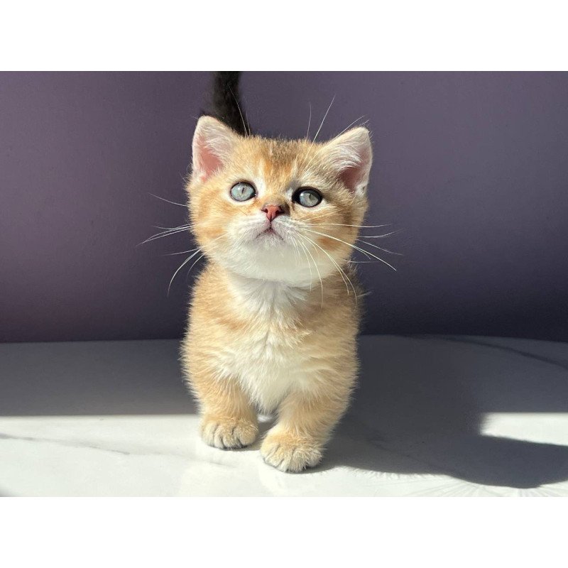 Munchkin Bill
