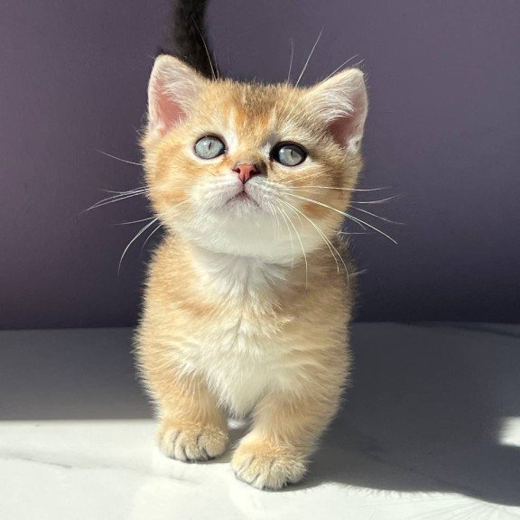 Munchkin Bill