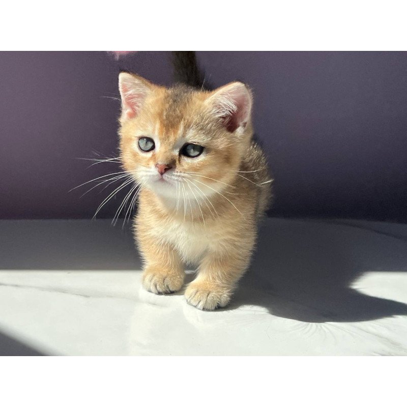 Munchkin Bill