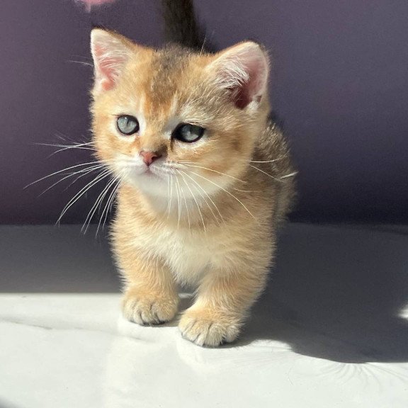 Munchkin Bill