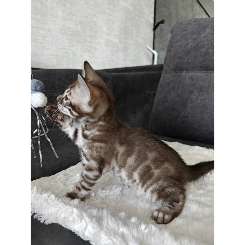 Bengal NOV Karina