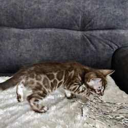 Bengal NOV Karina