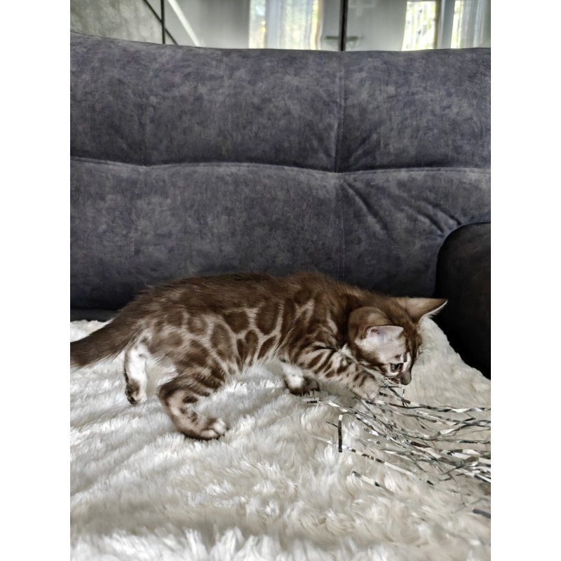Bengal NOV Karina