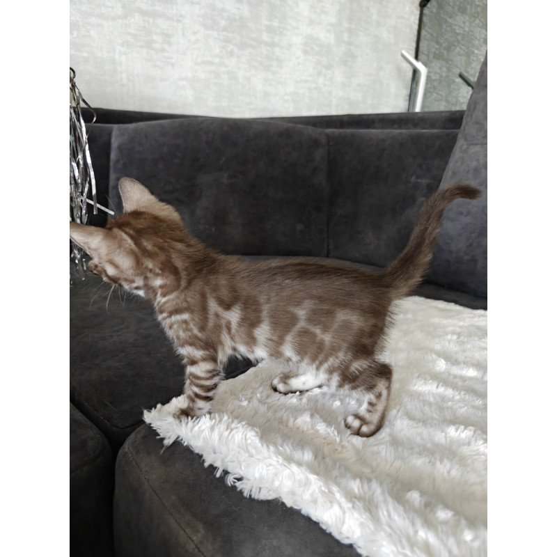 Bengal NOV Karina