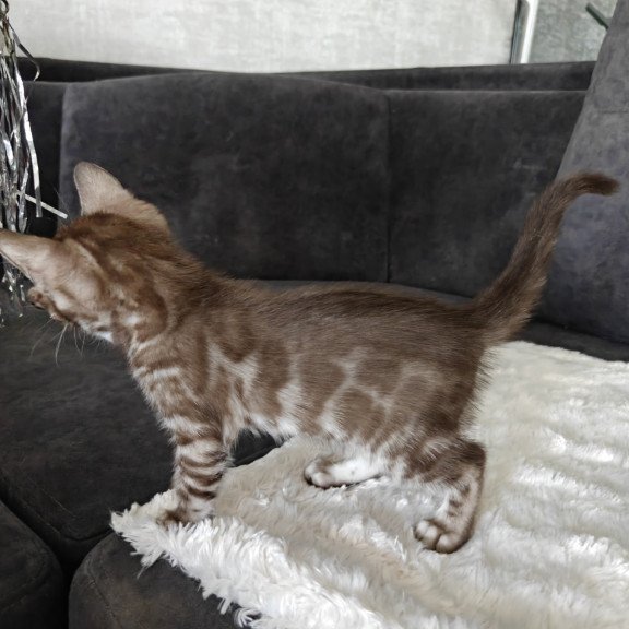 Bengal NOV Karina