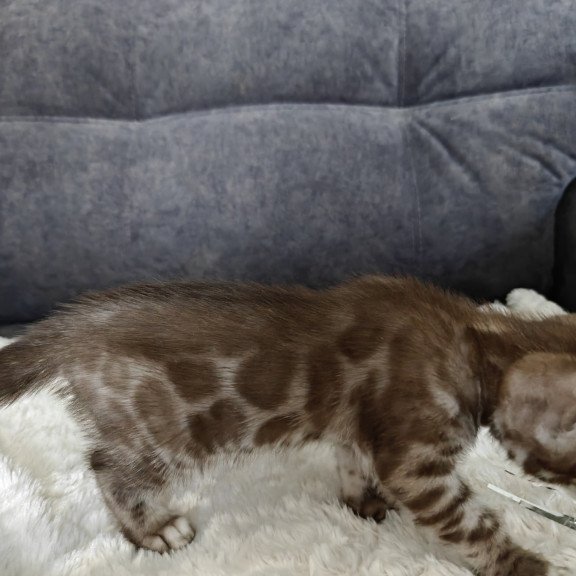 Bengal NOV Karina