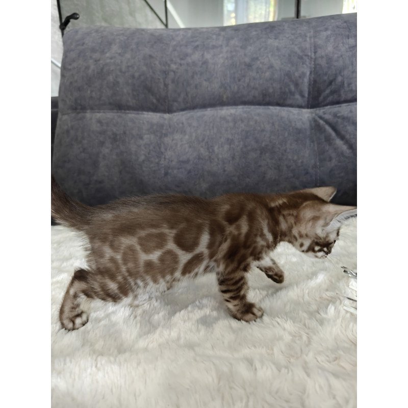 Bengal NOV Karina