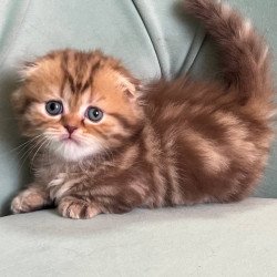 Munchkin Lika