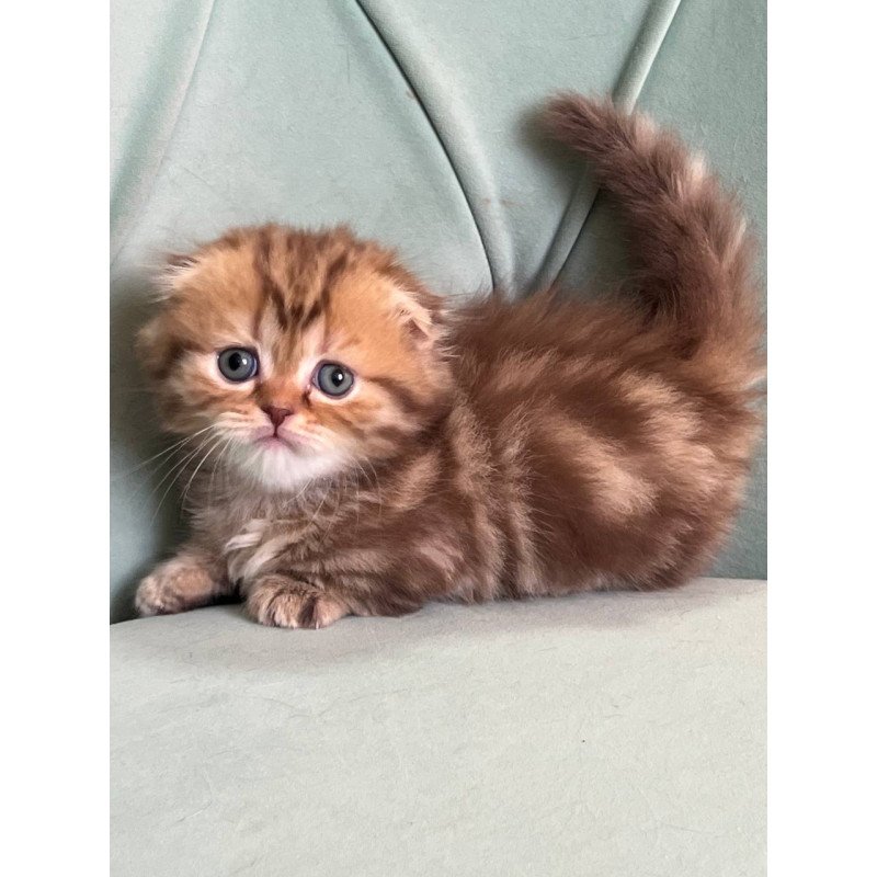 Munchkin Lika