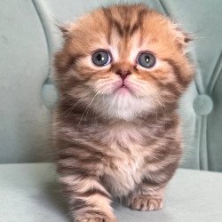Munchkin Lika