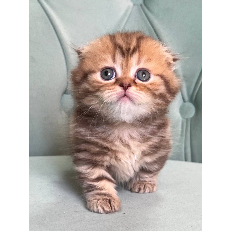 Munchkin Lika