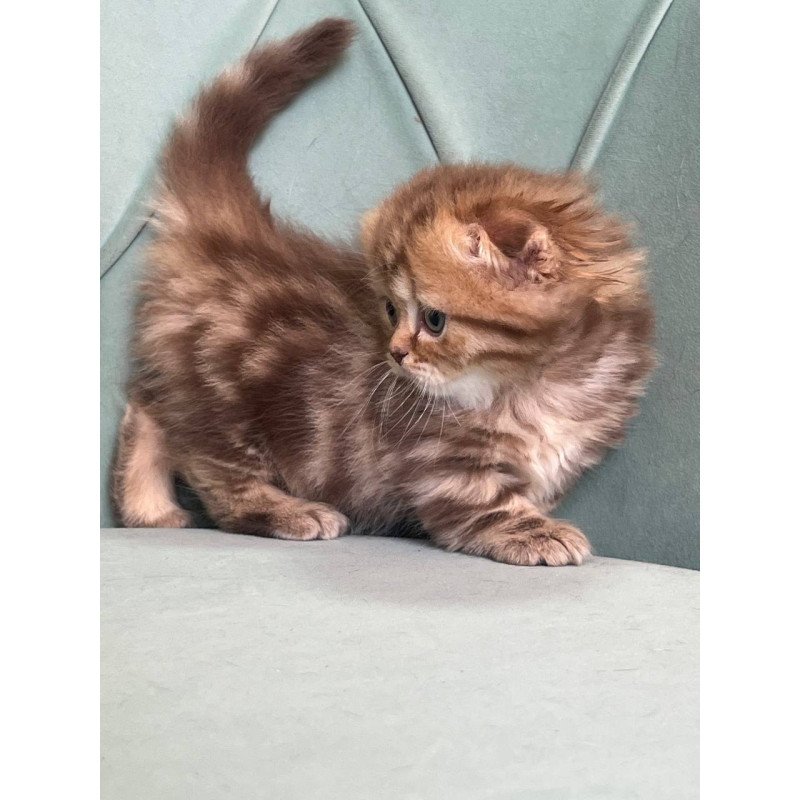 Munchkin Lika