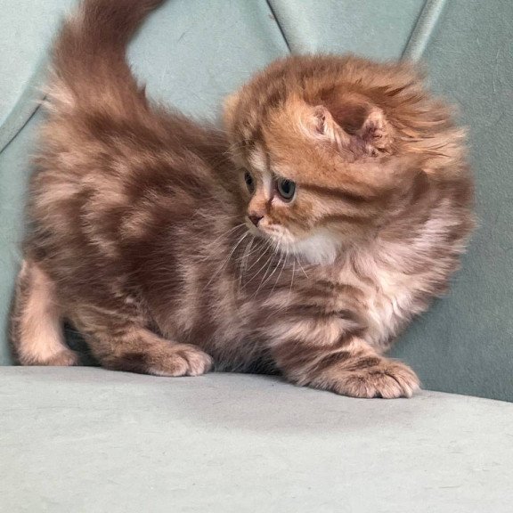 Munchkin Lika