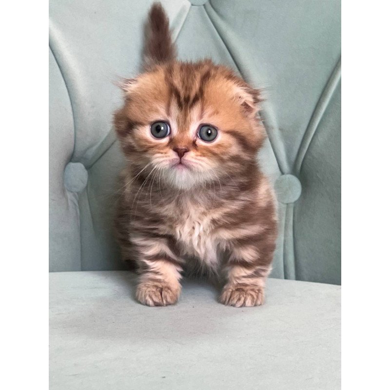 Munchkin Lika