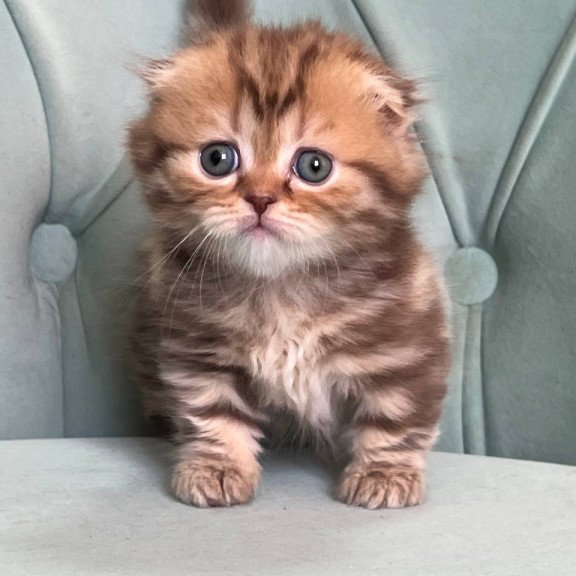 Munchkin Lika