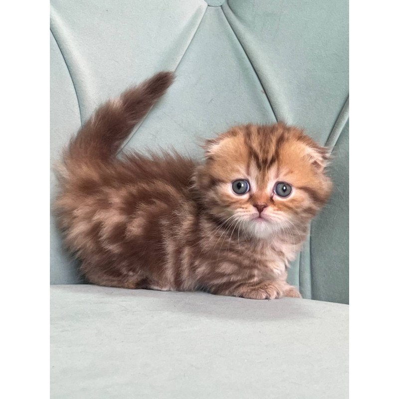 Munchkin Lika