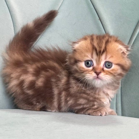 Munchkin Lika