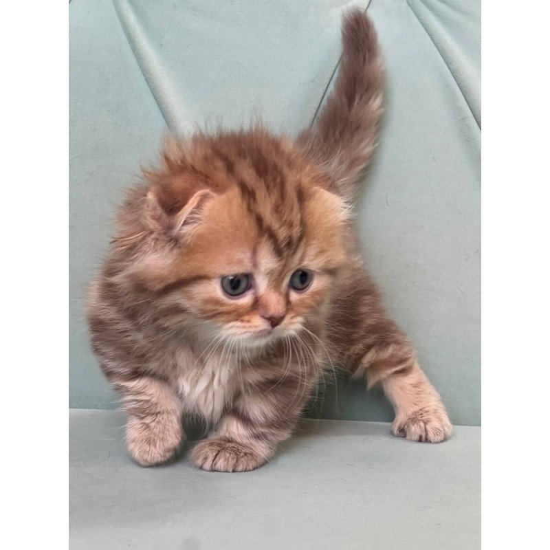 Munchkin Lika
