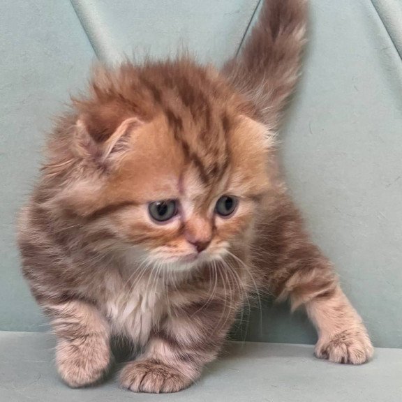 Munchkin Lika