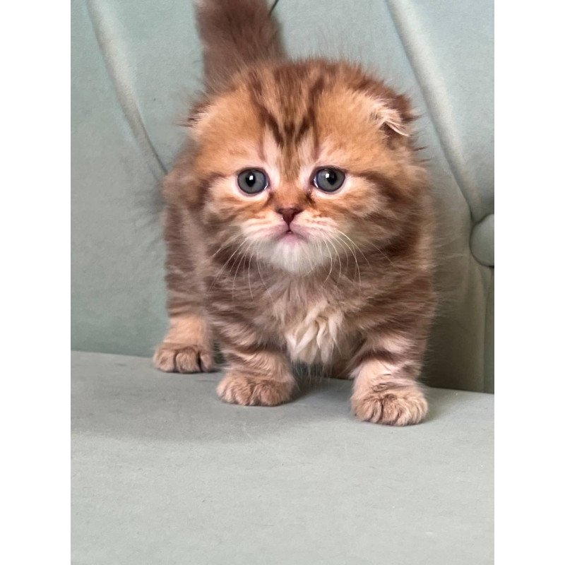 Munchkin Lika