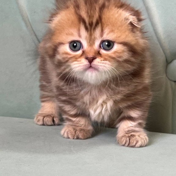 Munchkin Lika
